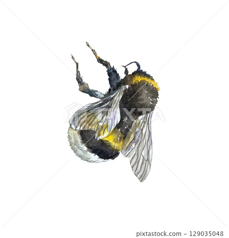 Bee or bumblebee sitting. Hand drawn watercolor illustration of insect isolated on white. Element for creating labels of honey, apple or pear juice, marmalade, cider. 129035048