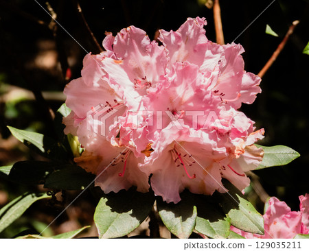 Scenery of the precincts of Nichiryubuji Temple 129035211