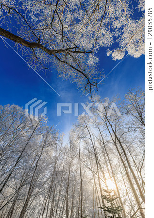 被霜凍和冬日陽光覆蓋的森林 129035285