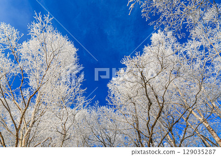 A shining frost and a clear winter sky A shining frost and a clear winter sky 129035287