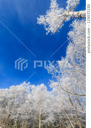 A winter forest sparkling with frost and a clear blue sky 129035288