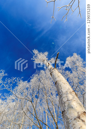 Light shines through the silent winter forest Light shines through the silent winter forest 129035289