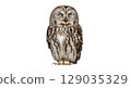 This majestic eagle owl stands with its eyes closed, revealing intricate patterns and colors on its plumage. The peaceful expression highlights the beauty of this nocturnal bird in isolation. 129035329