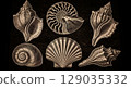 Intricate engraving features a variety of seashells such as Conus, Nautilus, and Murex, highlighting their unique shapes and detailed patterns in a striking black and white presentation. 129035332