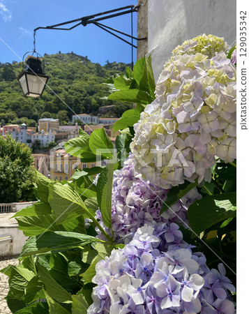 Colourful hydrangea blooms against the backdrop of tiled roofs in Sintra 129035342