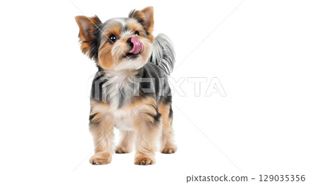 A Yorkshire Terrier stands gracefully, licking its nose with its tongue. The setting is bright and clear, highlighting the dog's playful and curious nature, along with its charming fur colors. A Yorkshire Terrier stands gracefully, licking its nose with its tongue. The setting is bright and clear, highlighting the dog's playful and curious nature, along with its charming fur colors. 129035356