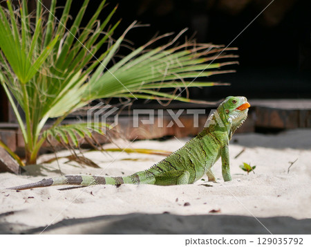 A green iguana eating at a tropical beach on Aruba island 129035792