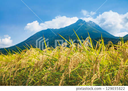 Yufuin's rice ears and Mt. Yufu approaching harvest season Yufuin's rice ears and Mt. Yufu approaching harvest season 129035822