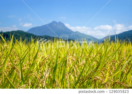Yufuin's rice ears and Mt. Yufu approaching harvest season Yufuin's rice ears and Mt. Yufu approaching harvest season 129035823