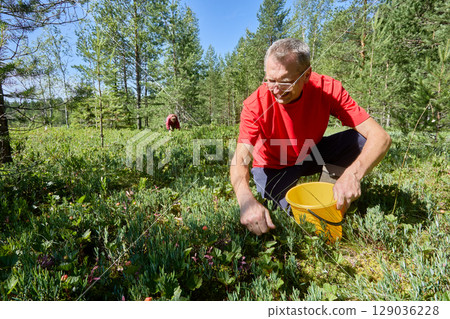 Forager is busy with gathering on cloudberry bog, collecting cloudberry into bucket while moving through wetland covered with moss and grass. Forager is busy with gathering on cloudberry bog, collecting cloudberry into bucket while moving through wetland covered with moss and grass. 129036228