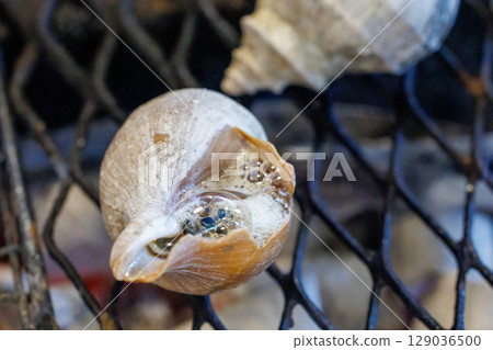 蟹殼 蟹殼 129036500