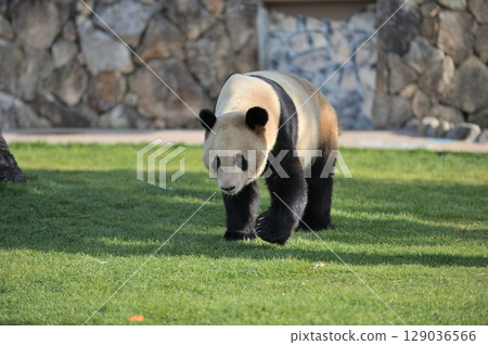 Walking around Kohama 129036566