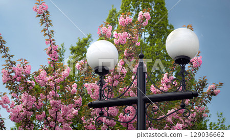 Street Lamp Among Blooming Cherry Blossoms Street Lamp Among Blooming Cherry Blossoms 129036662