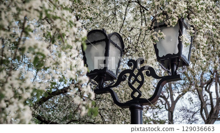 Vintage Street Lamp Framed by Blooming Spring Tree Vintage Street Lamp Framed by Blooming Spring Tree 129036663