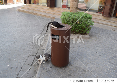 A stray cat rummaging through a trash can in the historic district of Jeddah (Al-Balad), Saudi Arabia 129037076
