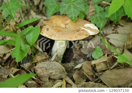A large mushroom of the boletus family emerging from the ground in spring 129037130