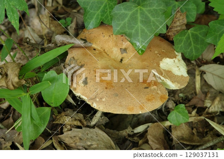 春天從地裡冒出來的牛肝菌科大蘑菇 129037131