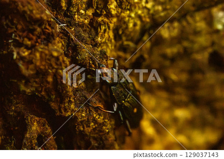 A four-spotted sap-sucking beetle 129037143