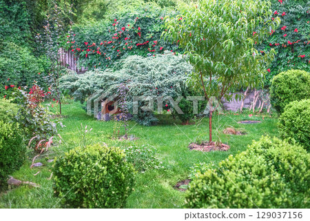Various plants in the yard: conifers, lawn, flowers, and cereals. 129037156