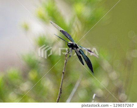 藍紫翅膀蝴蝶蜻蜓 藍紫翅膀蝴蝶蜻蜓 129037267