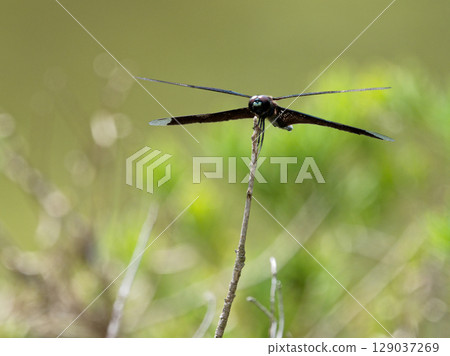 藍紫翅膀蝴蝶蜻蜓 藍紫翅膀蝴蝶蜻蜓 129037269