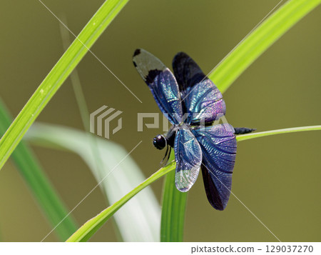 藍紫翅膀蝴蝶蜻蜓 藍紫翅膀蝴蝶蜻蜓 129037270