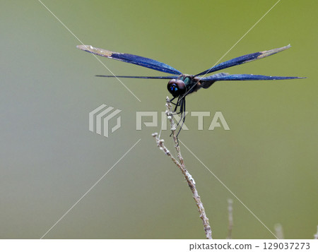 藍紫翅膀蝴蝶蜻蜓 藍紫翅膀蝴蝶蜻蜓 129037273