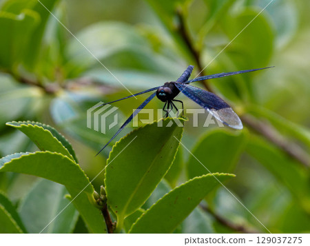 Blue-purple wings of a dragonfly Blue-purple wings of a dragonfly 129037275