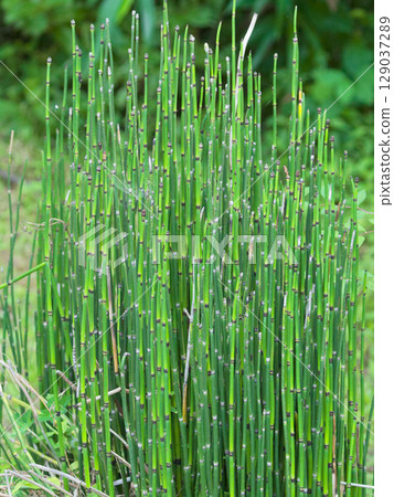 Large-leaved fern plant, Horsetail family, Horsetail 129037289