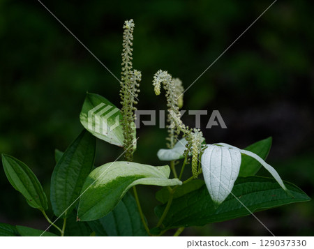 水邊植物 魚腥草科 129037330