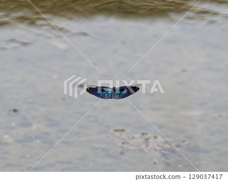 飛翔的蜻蜓 129037417