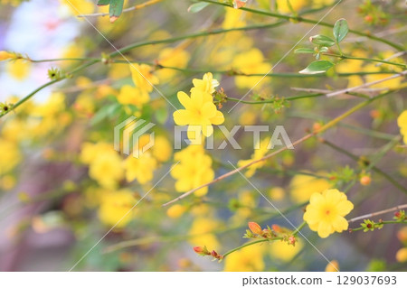 Oubai的花朵 129037693