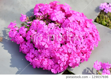 Cute Shibazakura flowers Cute Shibazakura flowers 129037696