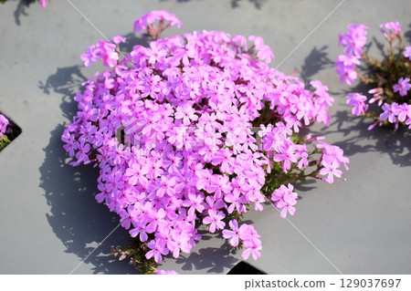 Refreshing Shibazakura flowers Refreshing Shibazakura flowers 129037697