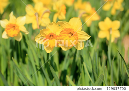 黃水仙花，水仙花 129037700