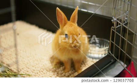 Pet baby rabbit 129037708