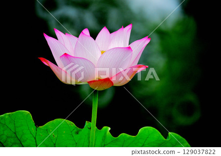 白蓮花 129037822