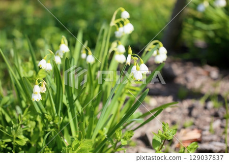 Cute snowflake flowers 129037837