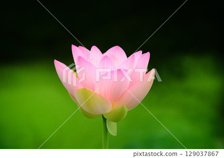 綠葉中的蓮花 綠葉中的蓮花 129037867