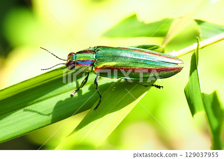 Buprestidae(Yamatotamamushi) Buprestidae(Yamatotamamushi) 129037955