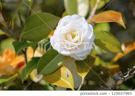 Refreshing camellia flowers Refreshing camellia flowers 129037965