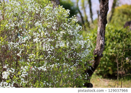 Full bloom of lycaenid flowers 129037966