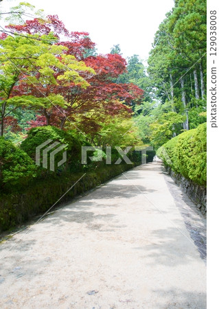 Scenery of the World Heritage Site Mount Koya: Serpentine Path 129038008