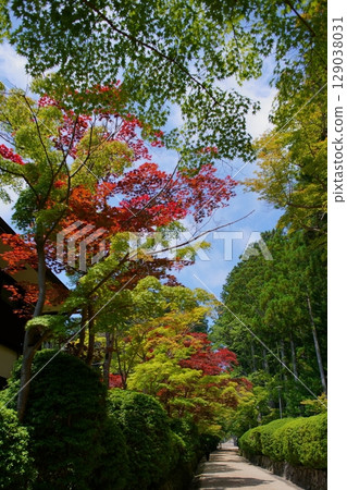 世界遺產高野山的風景：蜿蜒小路 129038031