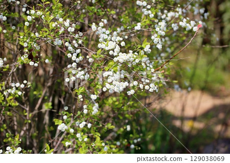 清爽的灰蝶花 清爽的灰蝶花 129038069