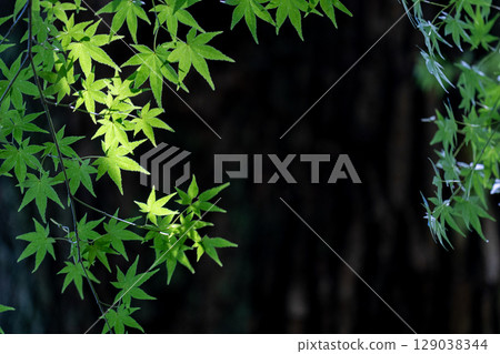 透過陽光閃耀的綠色楓葉 129038344