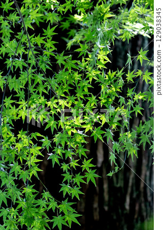Green maple leaves that shine through in the light 129038345