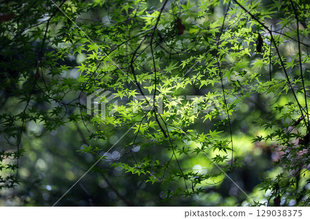 Green maple leaves that shine through in the light 129038375