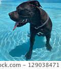 pit bull pool dog black 129038471