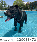 pit bull dog pool black 129038472